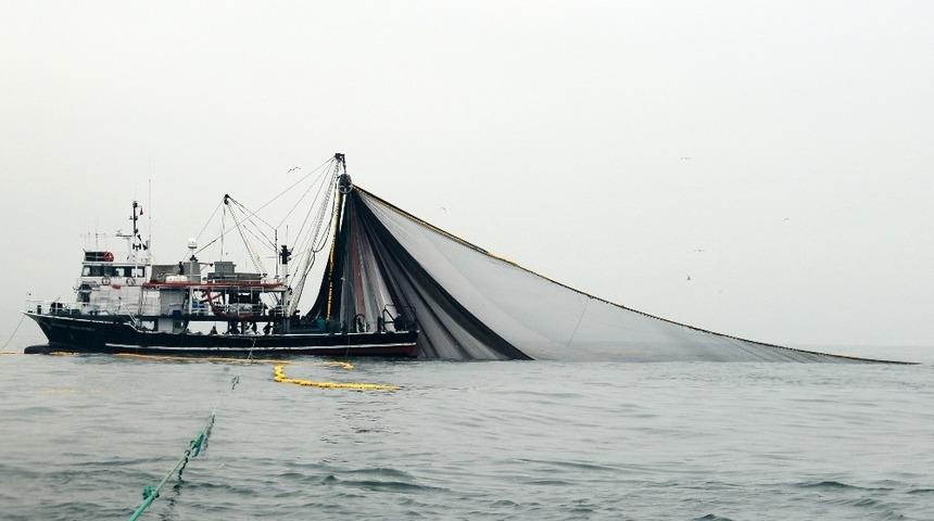 Karadeniz&rsquo;de hamsi ve mezgit tehlikede
