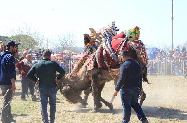 Bağarası deve güreşlerinde Özlem Çerçioğlu’na yoğun ilgi