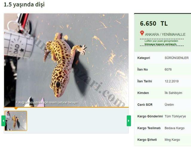 internetten-satilik-leopard-gecko_7748_dhaphoto2