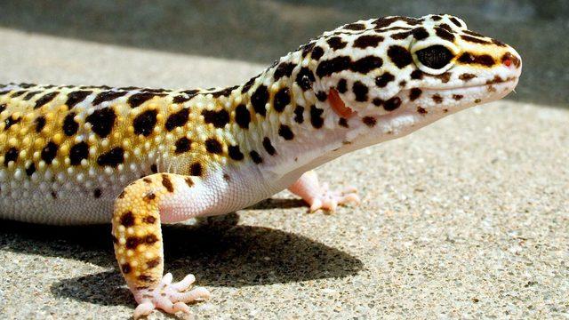 Bu kertenkelenin fiyatı şaşkına çeviriyor