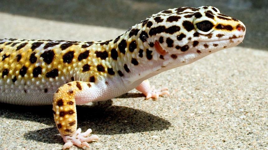 İnternetten satılık Leopard Gecko