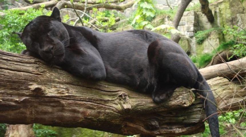 Jaguar hayvanat bah&ccedil;esinde selfie &ccedil;ekmeye &ccedil;alışan kadına saldırdı