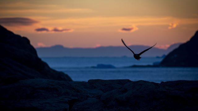 Beyaz kıtaya bir de böyle bakın!