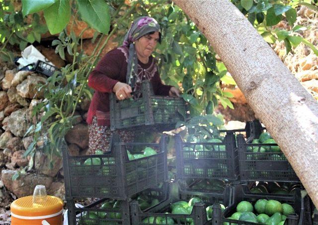 Türkiye’nin avokadosu Antalya’da yetişiyor