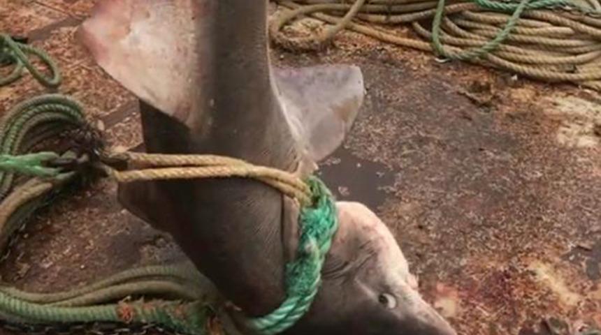 Antalya'da dev köpek balığı yakalandı! Şaşkına döndüler: Bu tür çok nadir