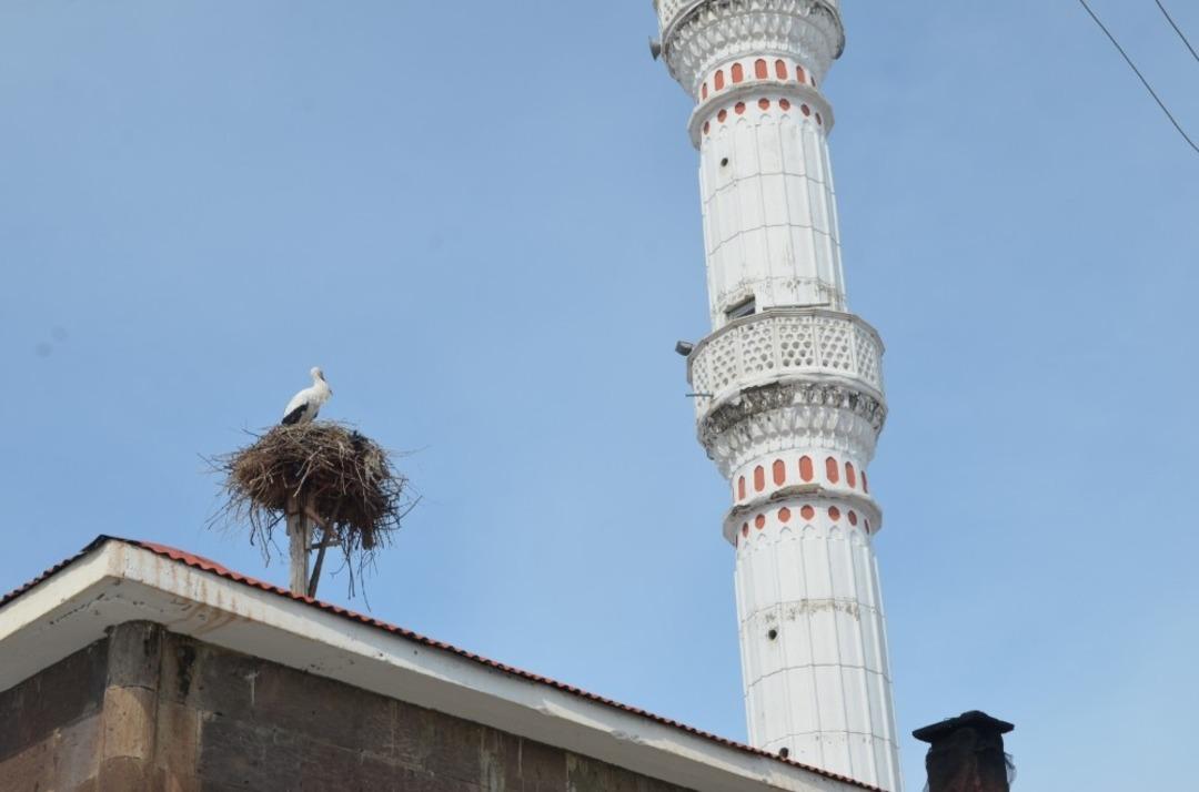 Baharın m&uuml;jdecisi leylekler Muş&rsquo;a geldi