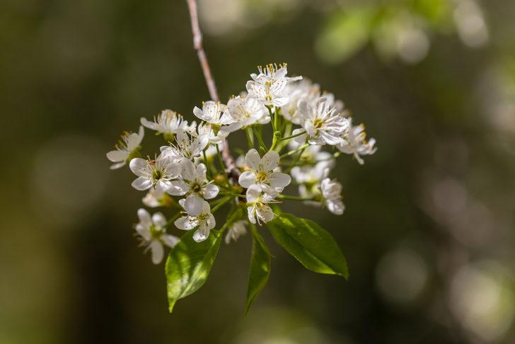 Kokusuyla baş döndüren aromasıyla yiyeceklere lezzet katan mucize: Mahlep G3
