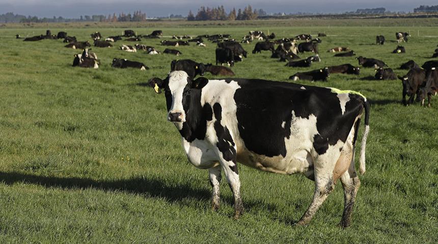 İlgin&ccedil;! Havada u&ccedil;uyor ve havlıyorlar! 