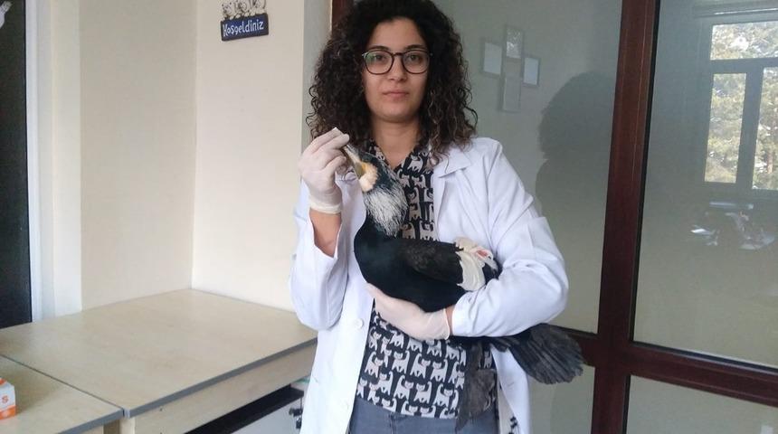 Daday&rsquo;da yaralı olarak bulunan Karabatak, tedavi altına alındı