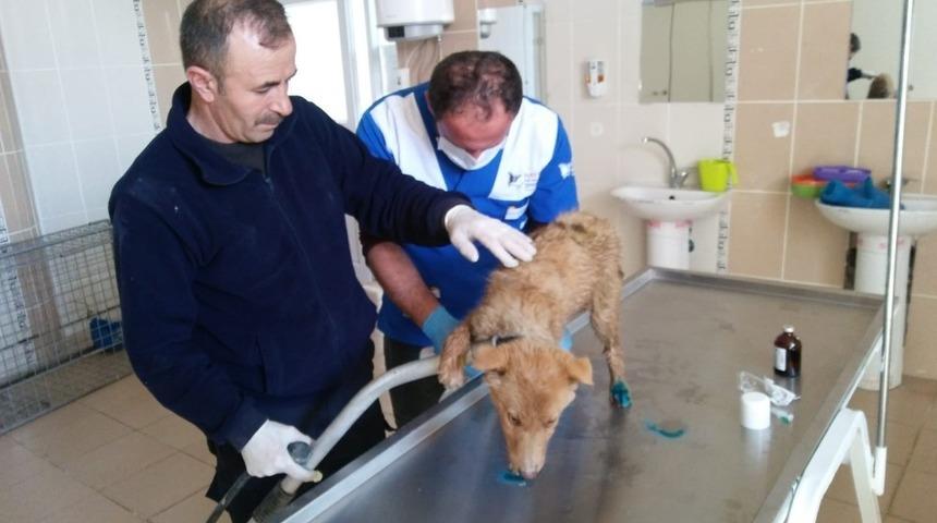 Su kanalına d&uuml;şen yavru k&ouml;pek kurtarıldı