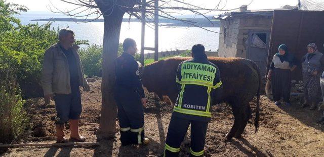 Fosseptik çukuruna düşen inek kurtarıldı