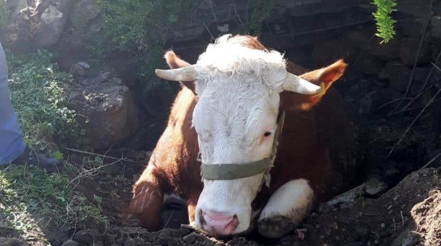 Fosseptik &ccedil;ukuruna d&uuml;şen inek kurtarıldı