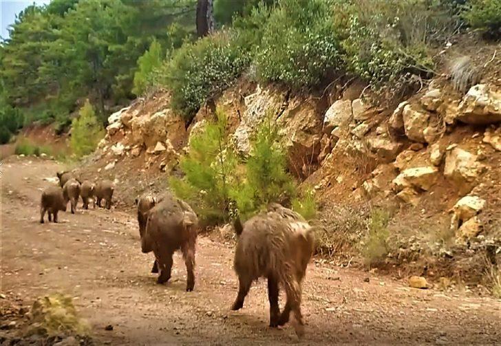 Burdur'da doğal hayat 'fotokapan'la görüntülendi G1