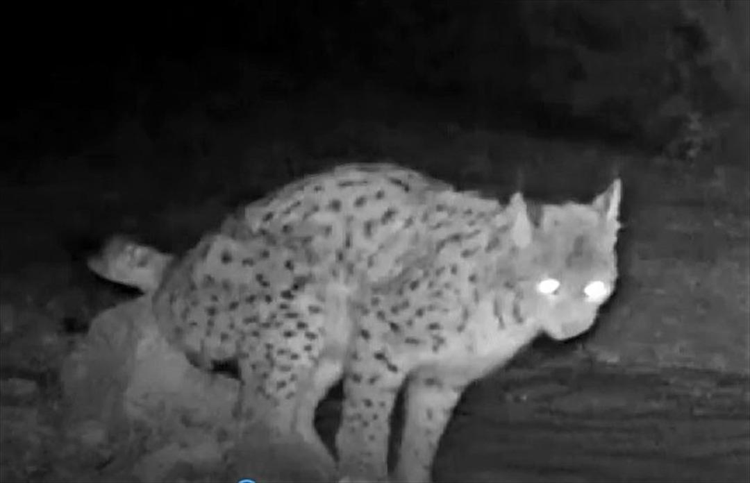 Burdur'da doğal hayat 'fotokapan'la g&ouml;r&uuml;nt&uuml;lendi