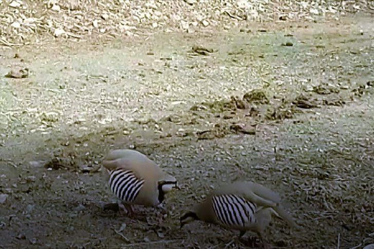 Burdur'da doğal hayat 'fotokapan'la görüntülendi G3