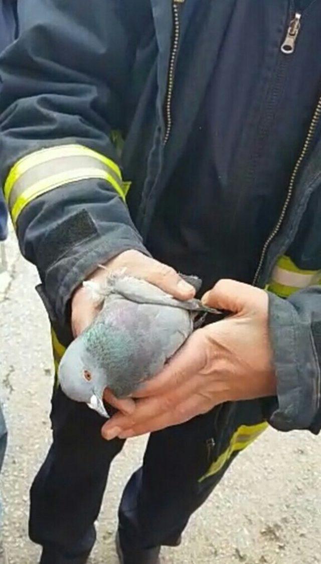 İpe dolana güvercin, itfaiye ekipleri tarafından kurtarıldı