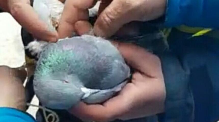 İpe dolana güvercin, itfaiye ekipleri tarafından kurtarıldı