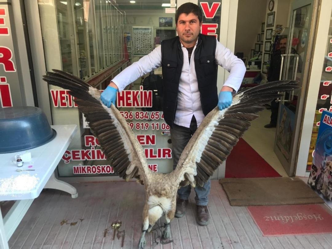 Yaralı akbaba tedavi altına alındı