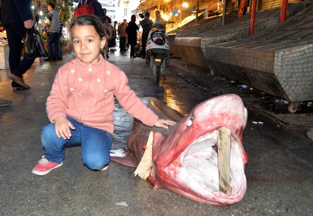 Beyaz köpek balığına yoğun ilgi