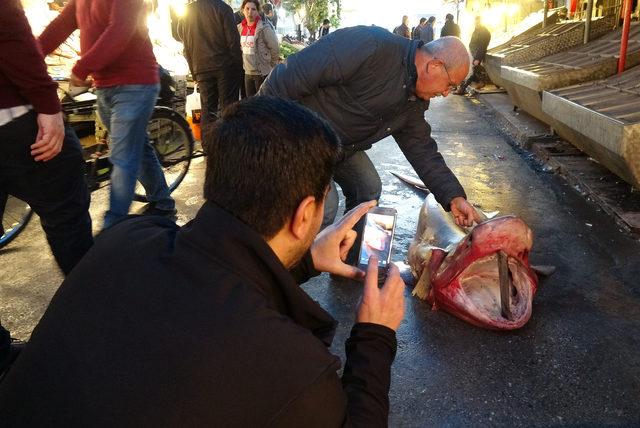 Beyaz köpek balığına yoğun ilgi