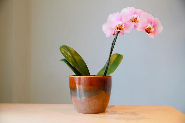 orkide saksisi