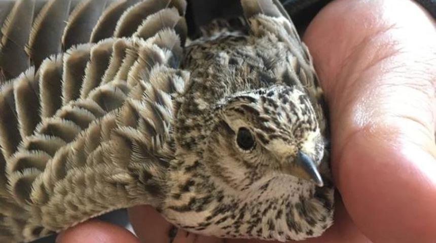 Yaralı Orman Toygarı tedavi altına alındı