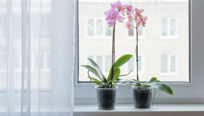 Orkide bakımı nasıl yapılır? Orkide budama, sulama ve evde bakım için ipuçları!