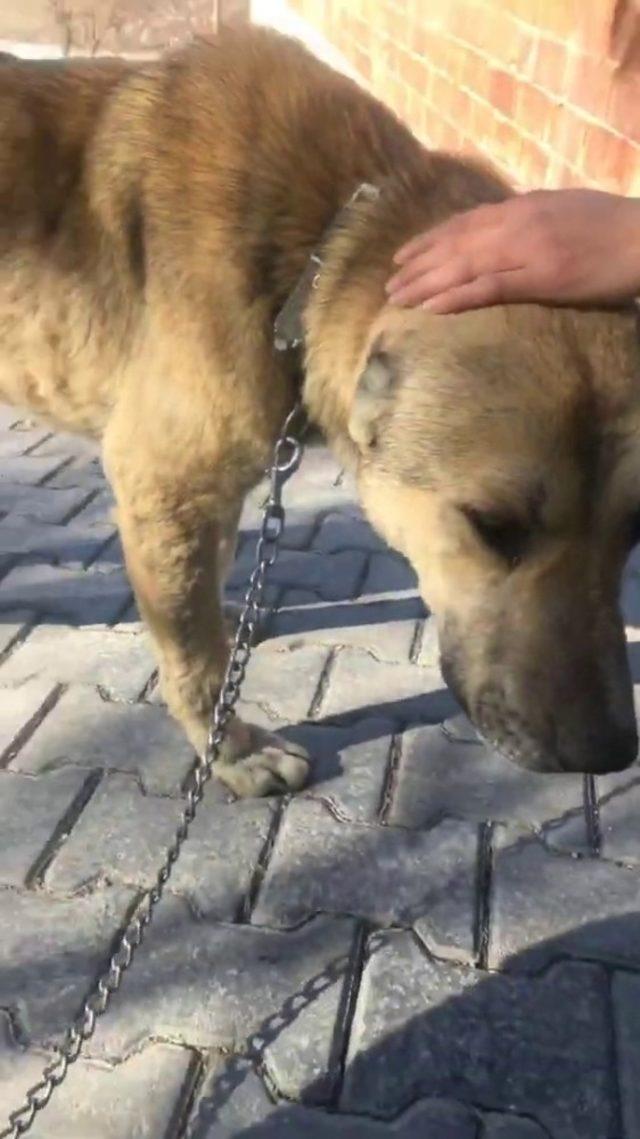 Acı içinde kıvranan kangrenli sokak köpeği tedavi altına alındı