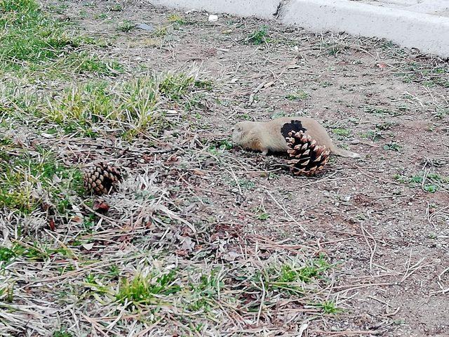 gelengiler-erciyes-universitesi-kampusunde-kendini-gosterdi_3934_dhaphoto3