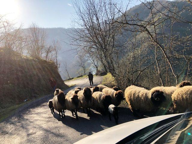 Koyunların yayla yolculuğu başladı