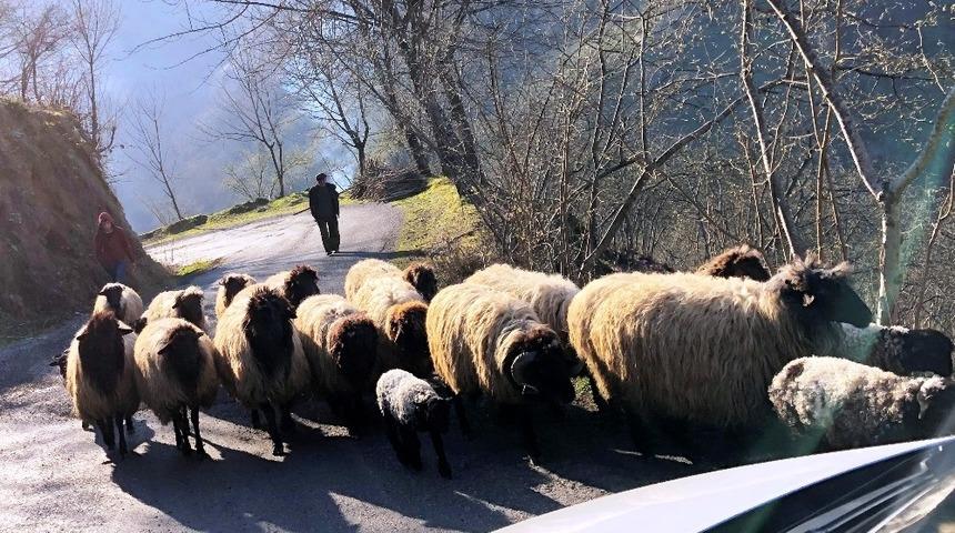 Koyunların yayla yolculuğu başladı