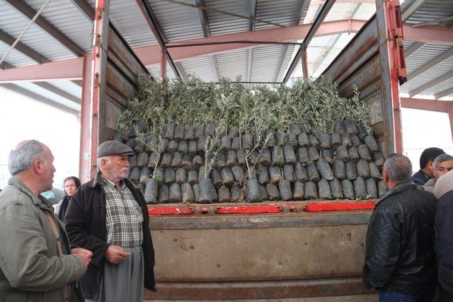 Mut’ta çiftçilere zeytin ve ceviz fidanı dağıtıldı