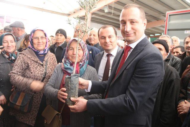 Mut’ta çiftçilere zeytin ve ceviz fidanı dağıtıldı