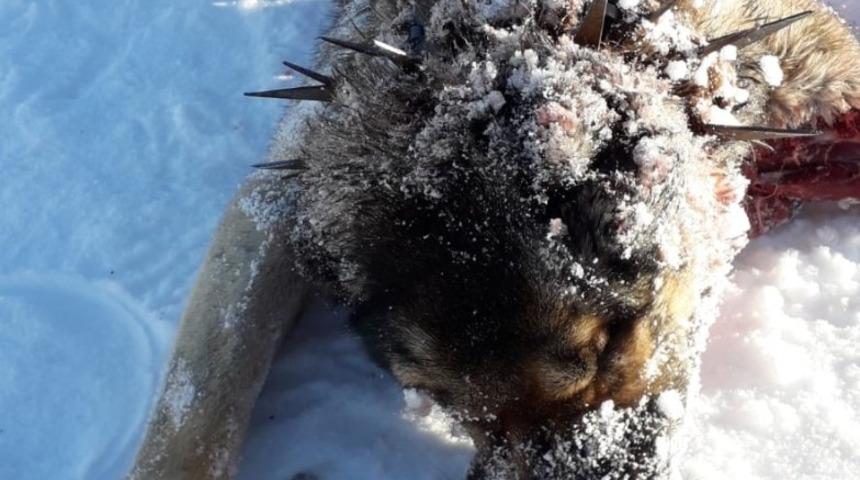 Kurtlar, &ccedil;oban k&ouml;peğini telef etti