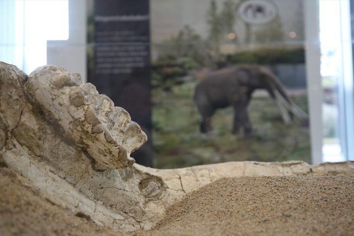 7.5 milyon yıllık fosiller sergilenmeye başlandı  G1