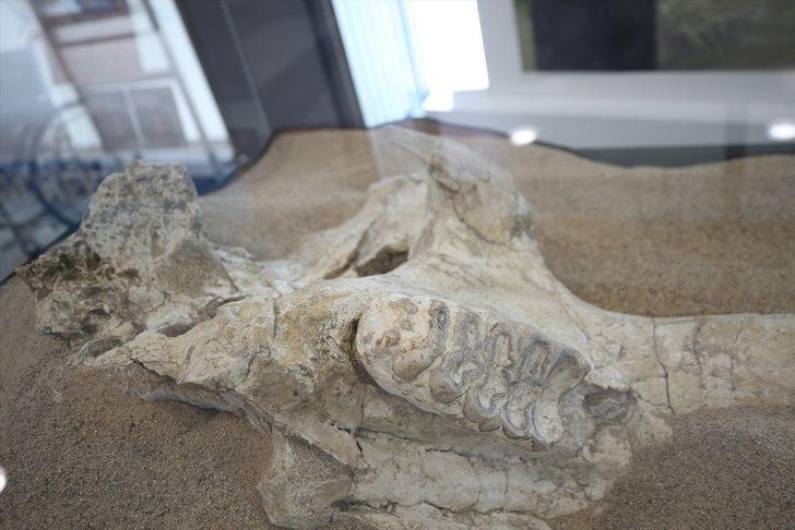 7.5 milyon yıllık fosiller sergilenmeye başlandı  G2