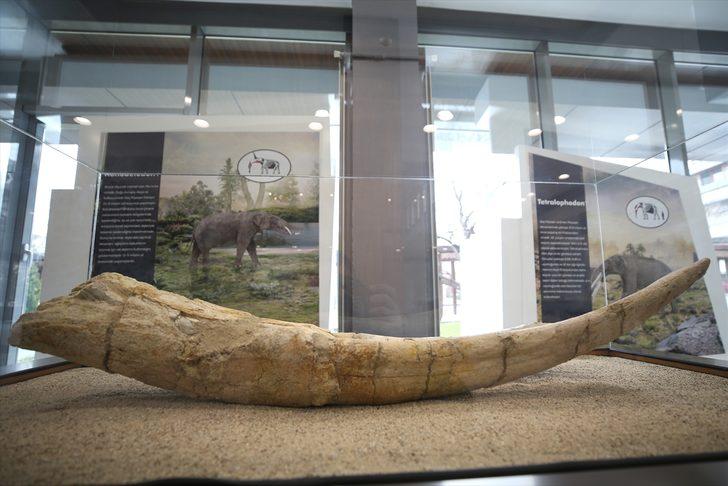 7.5 milyon yıllık fosiller sergilenmeye başlandı  G3