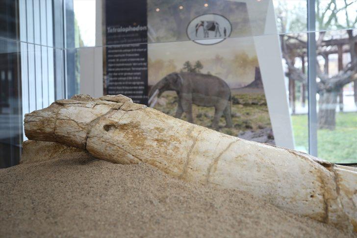 7.5 milyon yıllık fosiller sergilenmeye başlandı  G4