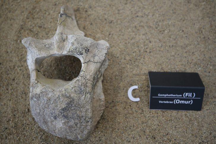 7.5 milyon yıllık fosiller sergilenmeye başlandı  G5