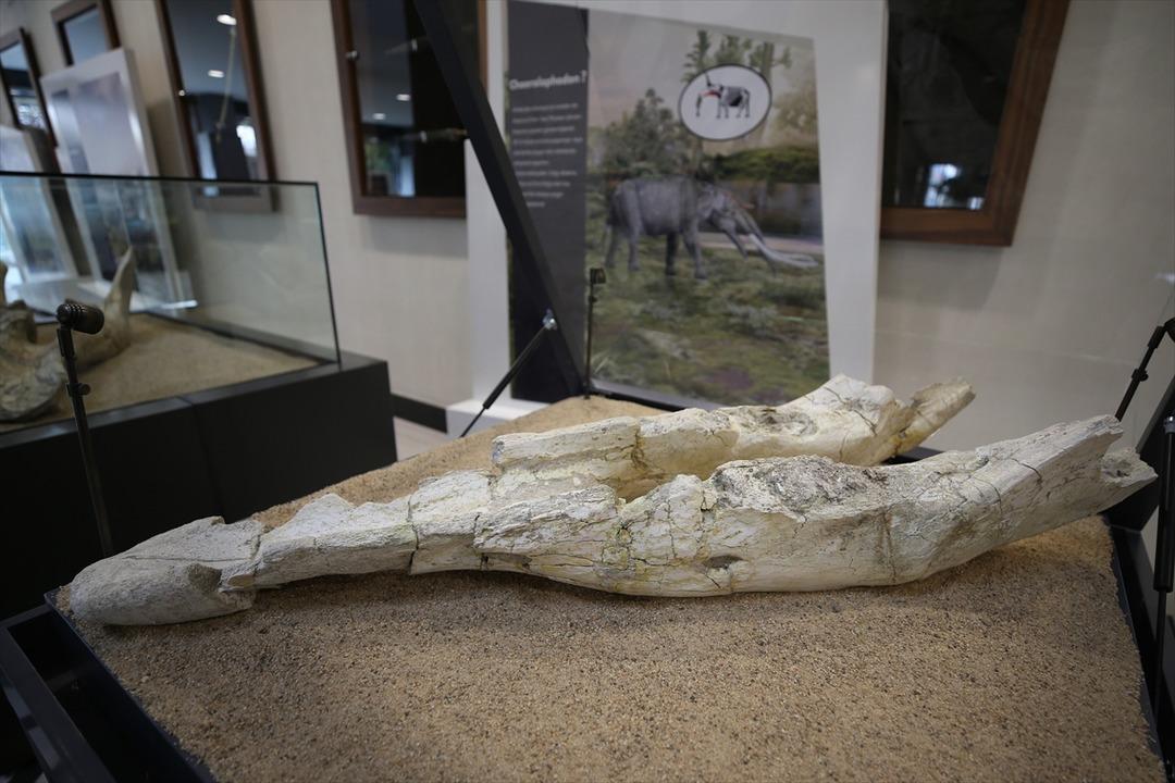 7.5 milyon yıllık fosiller sergilenmeye başlandı 