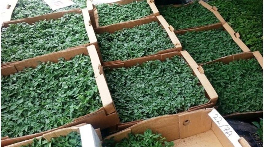 Fide ve fidan satış yerleri denetleniyor