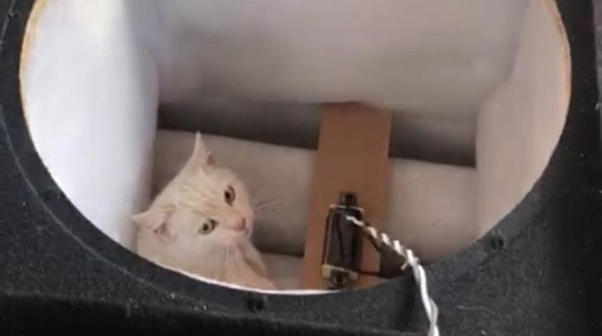 Hoparl&ouml;re sıkışan kediyi tiyatrocular kurtardı