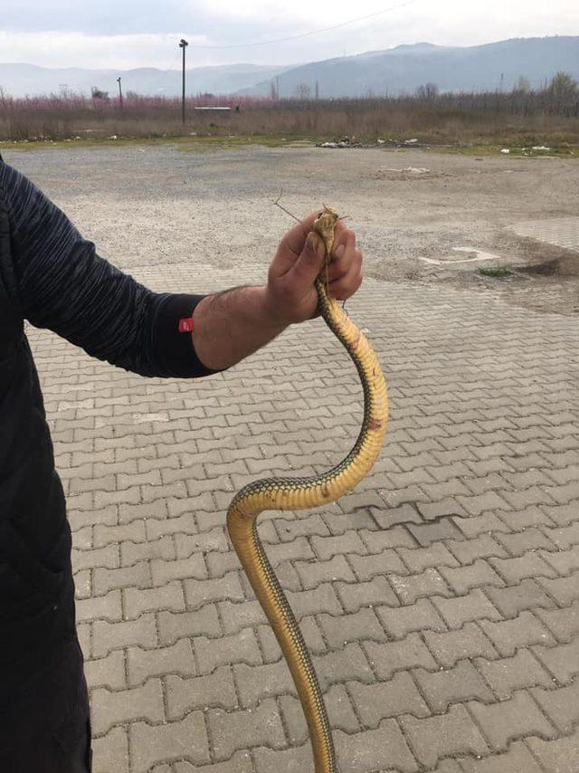 İznik'te yol kenarında gördüğü yılanı, eliyle yakaladı