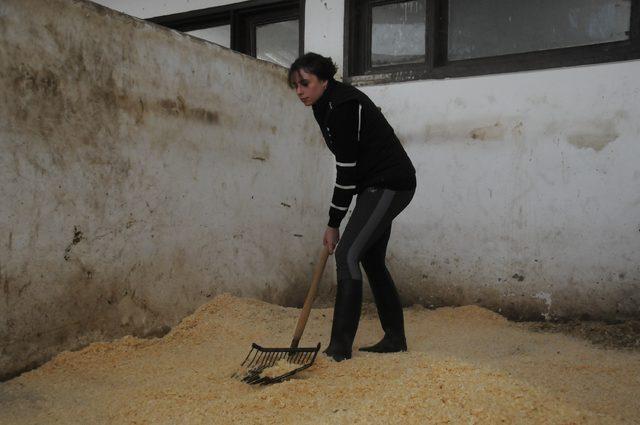 Ojeli tırnakları ile atların bakımlarını yapıyorlar