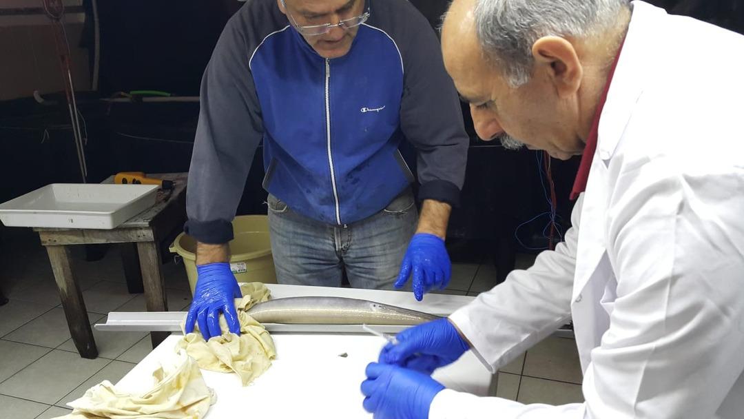 T&uuml;rkiye'de ilk kez yılan balığından yapay yolla yavru alındı