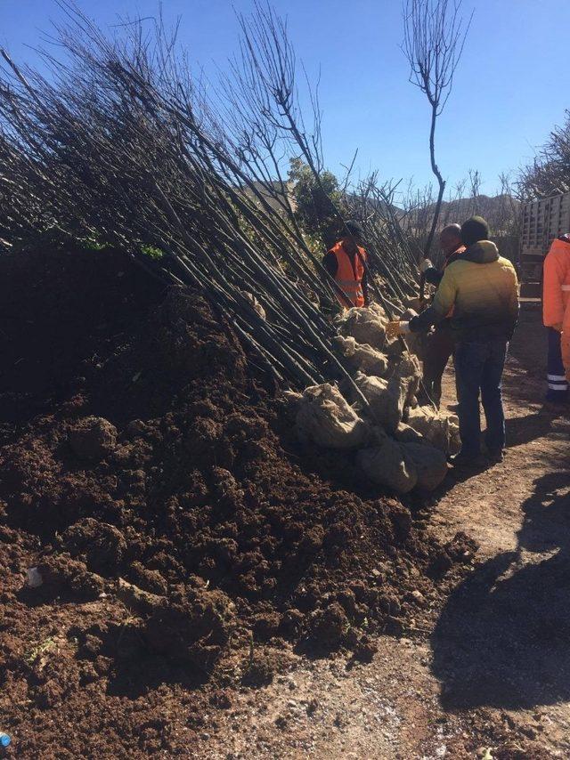 Kilis Belediyesi 10 bin fidan dikecek