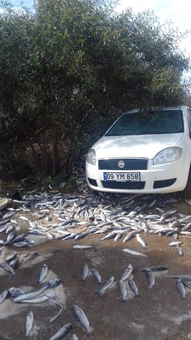 Didim’de balık kamyonu devrildi, binlerce balık caddeye saçıldı