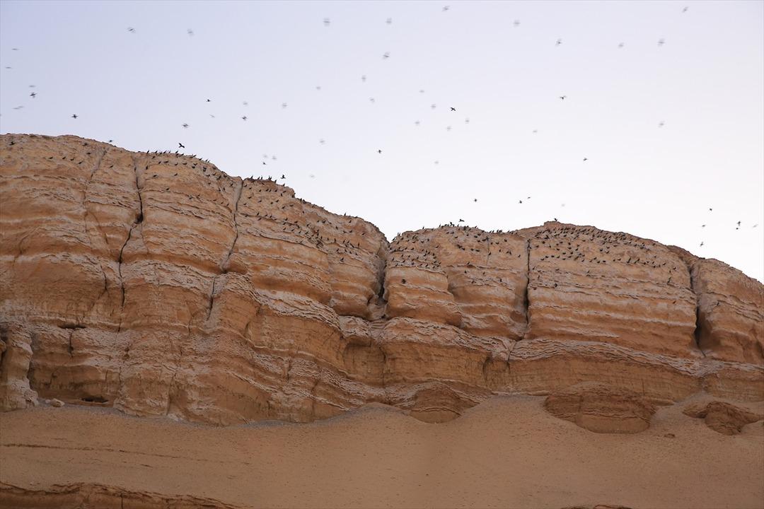 Mısır'daki Balina Vadisi g&ouml;renleri b&uuml;y&uuml;l&uuml;yor
