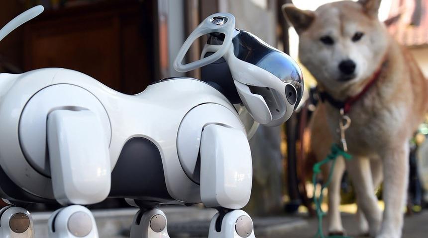 Yalnızlığa robot kedi ve k&ouml;pekli &ccedil;&ouml;z&uuml;m