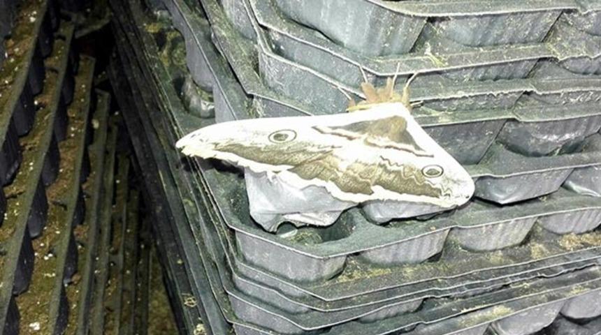 Tavus kelebeği, g&ouml;renleri şaşırttı